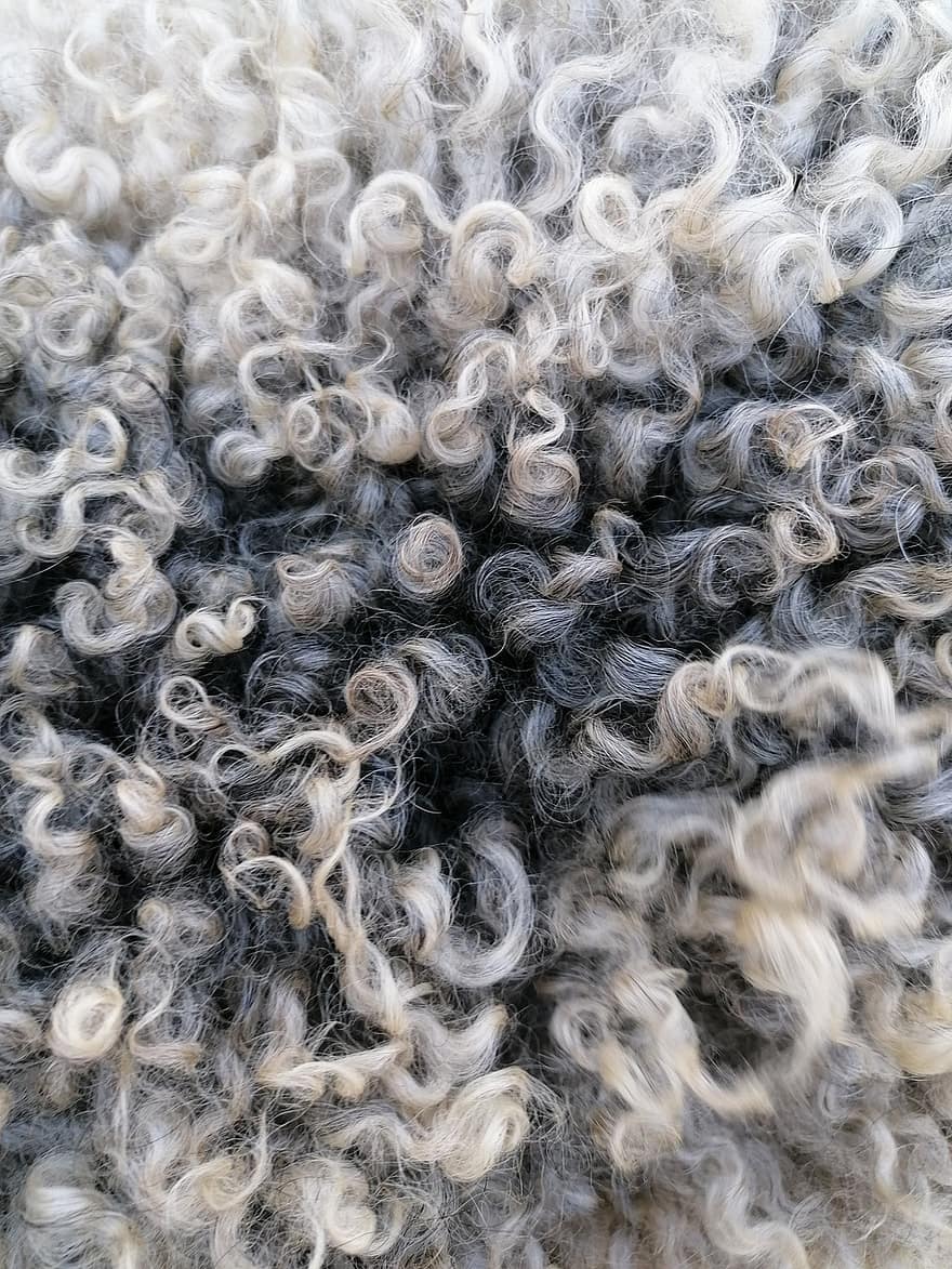 oveja, lana, Rizado, gris, textura