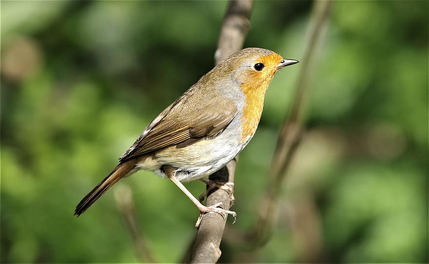 Robin Redbreast, kuş, hayvan, narbülbülü, ötücü kuş, yaban hayatı, tüyler, şube, tünemiş, Kuş gözlemciliği, ornitoloji