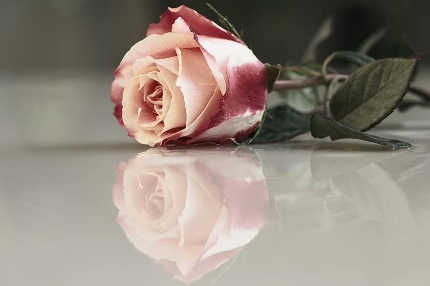 τριαντάφυλλο, ροζ τριαντάφυλλο, λουλούδι, ροζ λουλούδι, πέταλα, ροζ πέταλα, ανθίζω, άνθος, χλωρίδα, πέταλα τριαντάφυλλου, αυξήθηκε ανθίζει