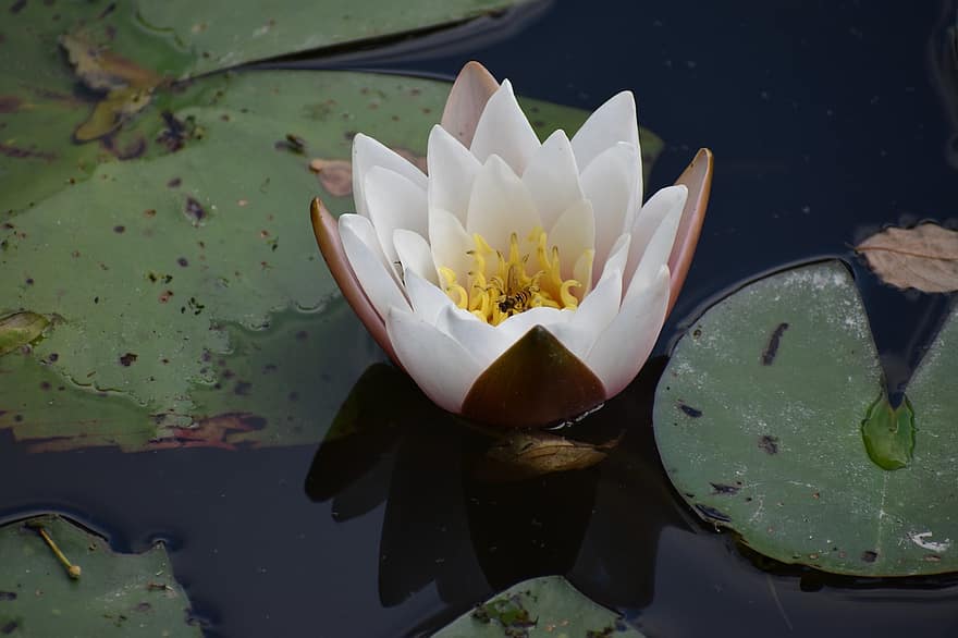 Water Lily, Flower, Lily Pads, Pond, White Flower, Petals, White Petals, Bloom, Blossom, Aquatic Plant, Flora