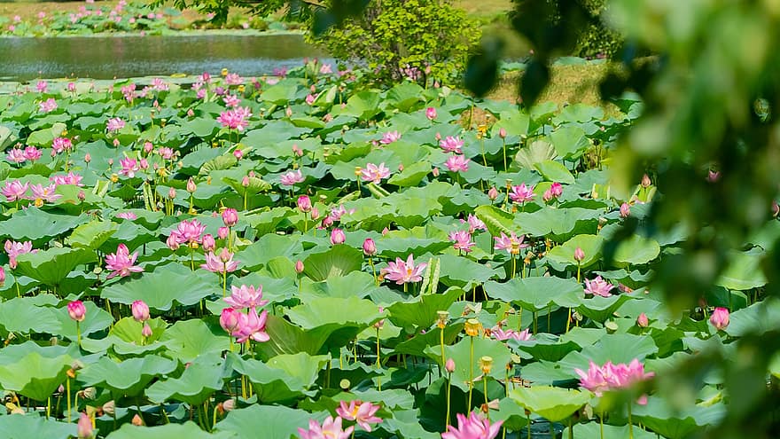 lotus, květiny, rostlin, růžové květy, lekníny, květ, vodní rostliny, lotosové listy, rybník