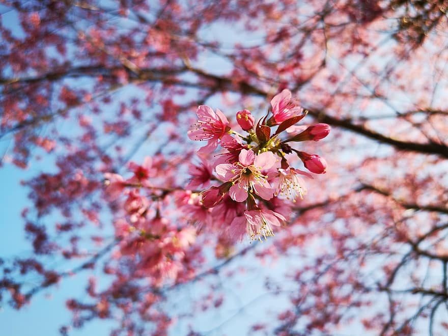 bunga sakura, bunga-bunga, cabang, tunas, bunga-bunga merah muda, prunus cerasoides, berkembang, mekar, pohon, alam