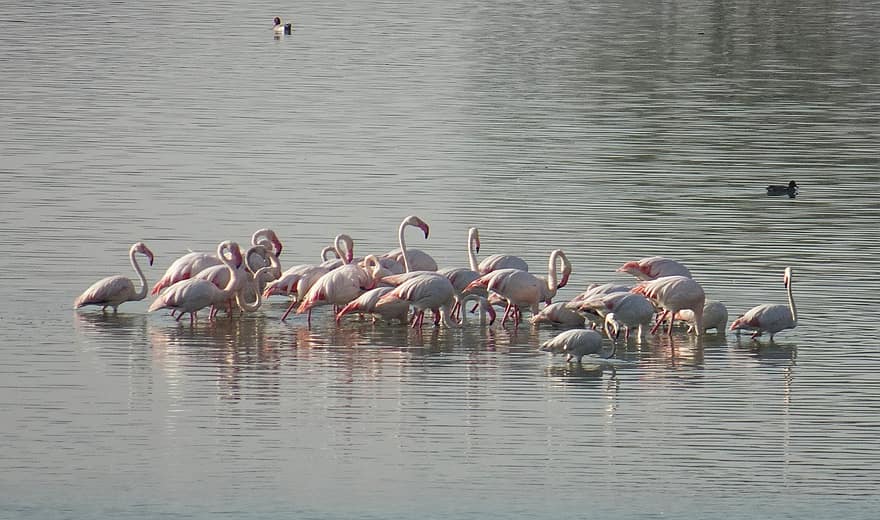 птици, по-големи фламинго, езеро, phoenicopterus roseus, дивата природа, природа, вода, клюн, животни в дивата природа, езерце, перце