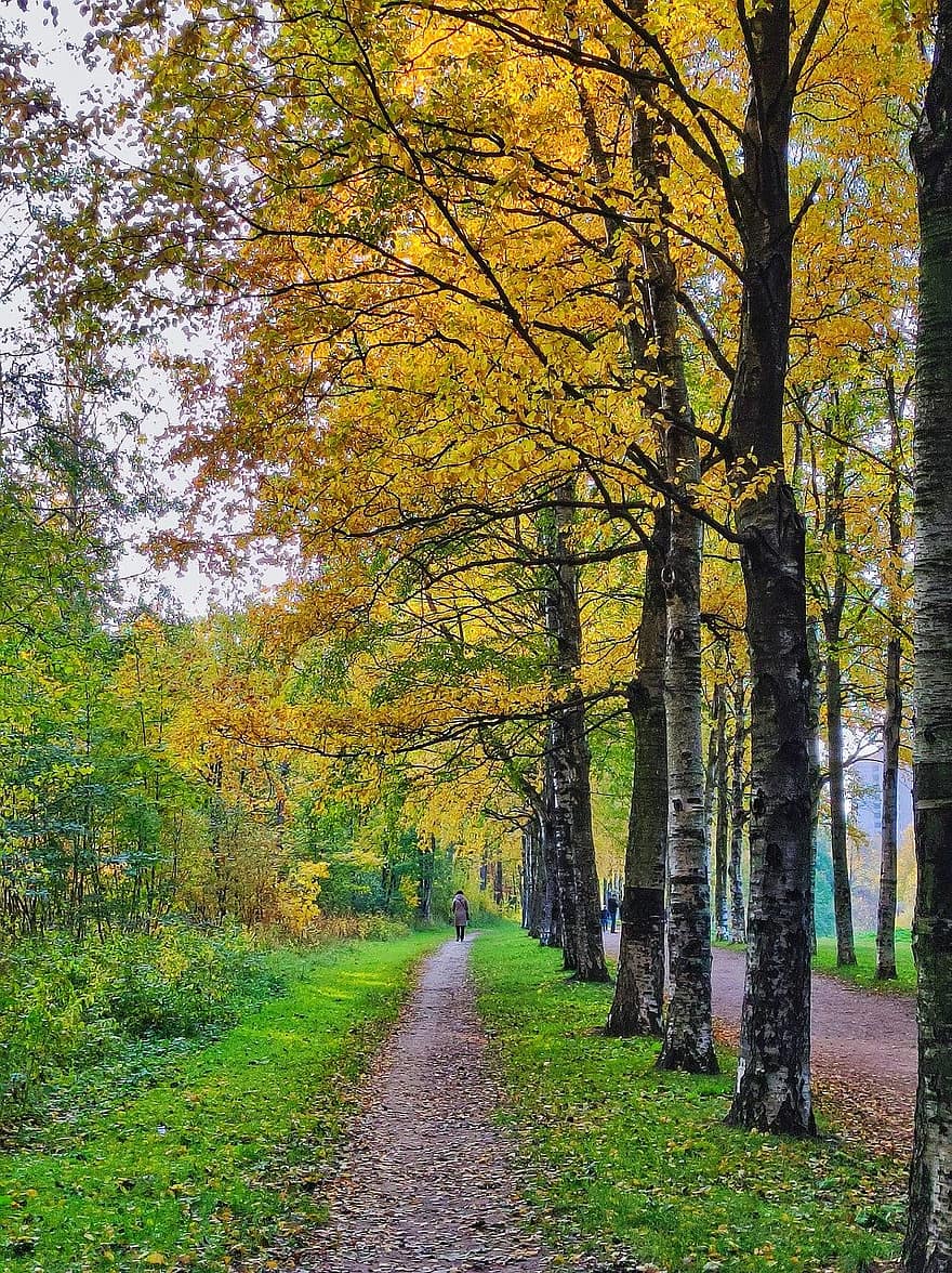 Park, Weg, Wald