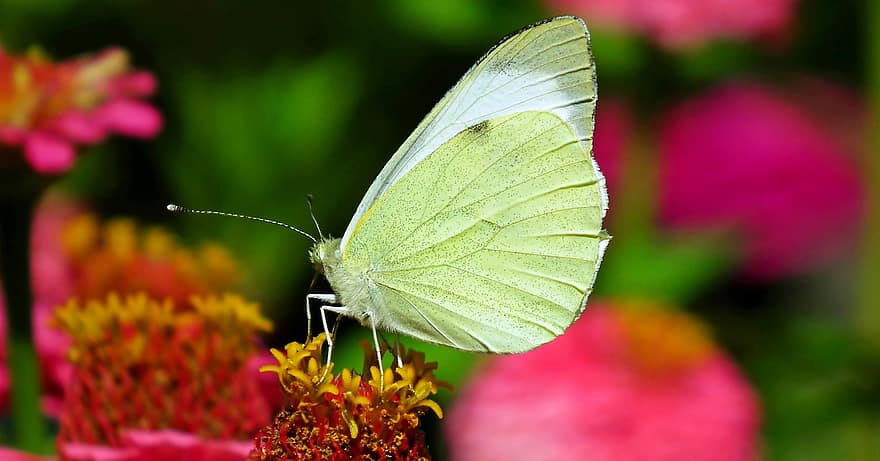 蝶々、虫、フラワーズ、ジニア、翼、自然、閉じる、昆虫、マルチカラー、バタフライ、緑色