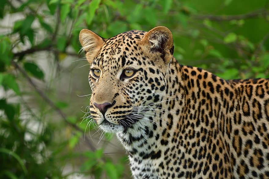 ヒョウ、動物、マサイマラ、アフリカ、野生動物、哺乳類、野生の動物、飼い慣らされていない猫、猫科、絶滅危惧種、サファリ動物