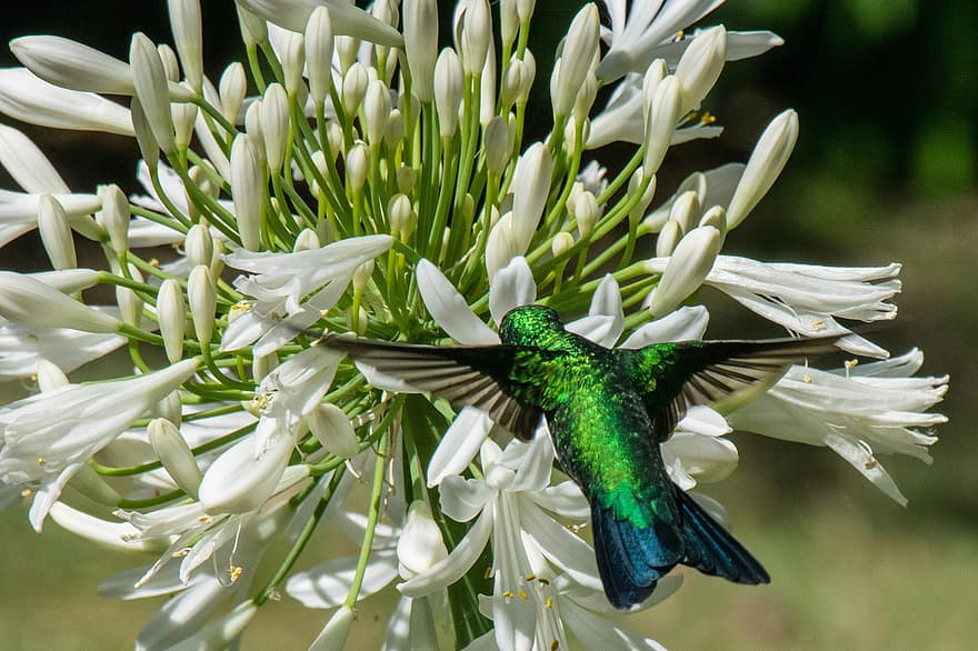 pájaro, colibrí, las flores, naturaleza, animal, de cerca, al aire libre, color verde, flor, pluma, belleza en la naturaleza
