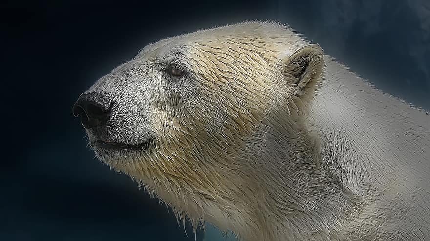หมี, หมีขั้วโลก, เลี้ยงลูกด้วยนม, หมีน้ำแข็ง, ขน, ใบหน้า, เปียก