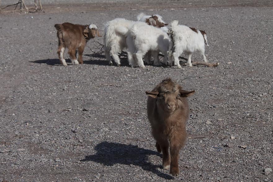 animaux, chèvres, animaux de la ferme, bétail, balochistan, province du sistan et du baluchestan, la nature
