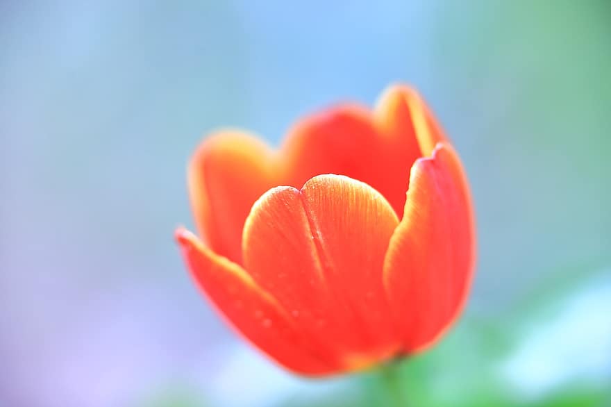 tulipan, blomst, anlegg, petals, vår, natur