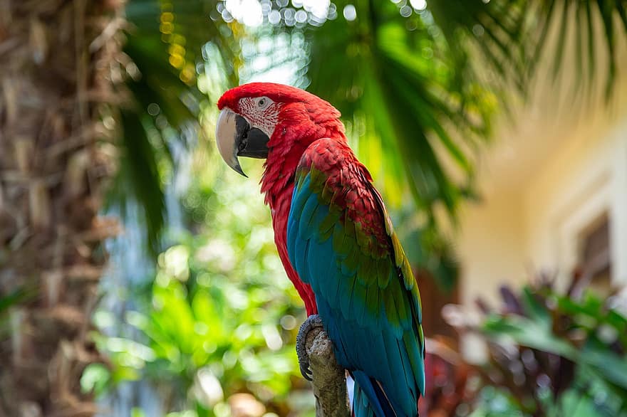 Ara, fugl, dyr, papegøye, dyreliv, fauna, natur, tropisk, eksotisk