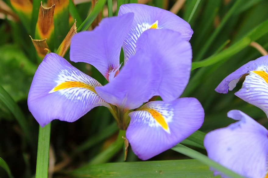 iris, bunga, bunga ungu, kelopak, kelopak ungu, berkembang, mekar, flora, menanam, alam