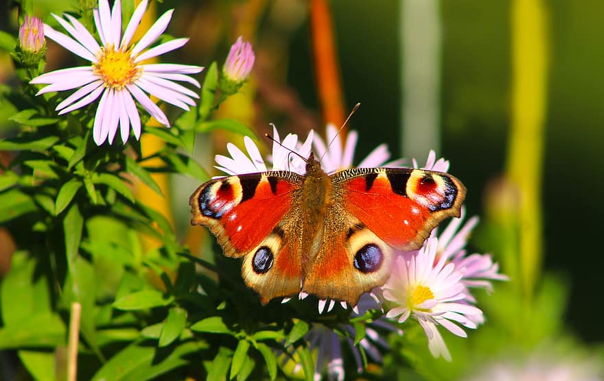 borboleta, flores, polinizar, natureza, fechar-se, inseto, flor, verão, beleza na natureza, multi colorido, animal