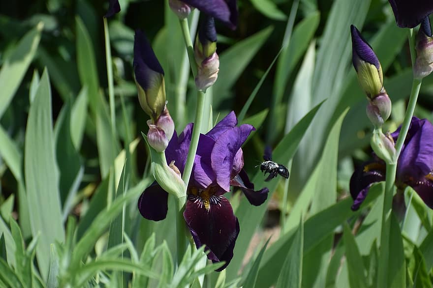 blaue Holzbiene, Iris, Schwertlilie, Tier, Fauna, Flora, Garten, Natur, Pflanze, Nahansicht, lila