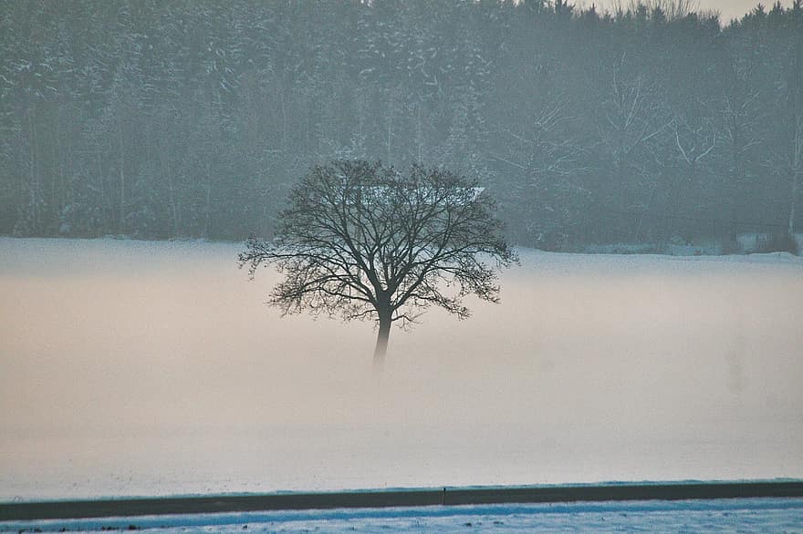 drum, copac, zăpadă, ceaţă, cețos, misterios, mistic, amurg, seară, magie, îngheţ