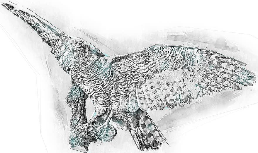 Falcon, Bird, Bird Of Prey, Raptor, Hunter, Animal, Nature, Wildlife, Feathers, Wings, Digital Sketch