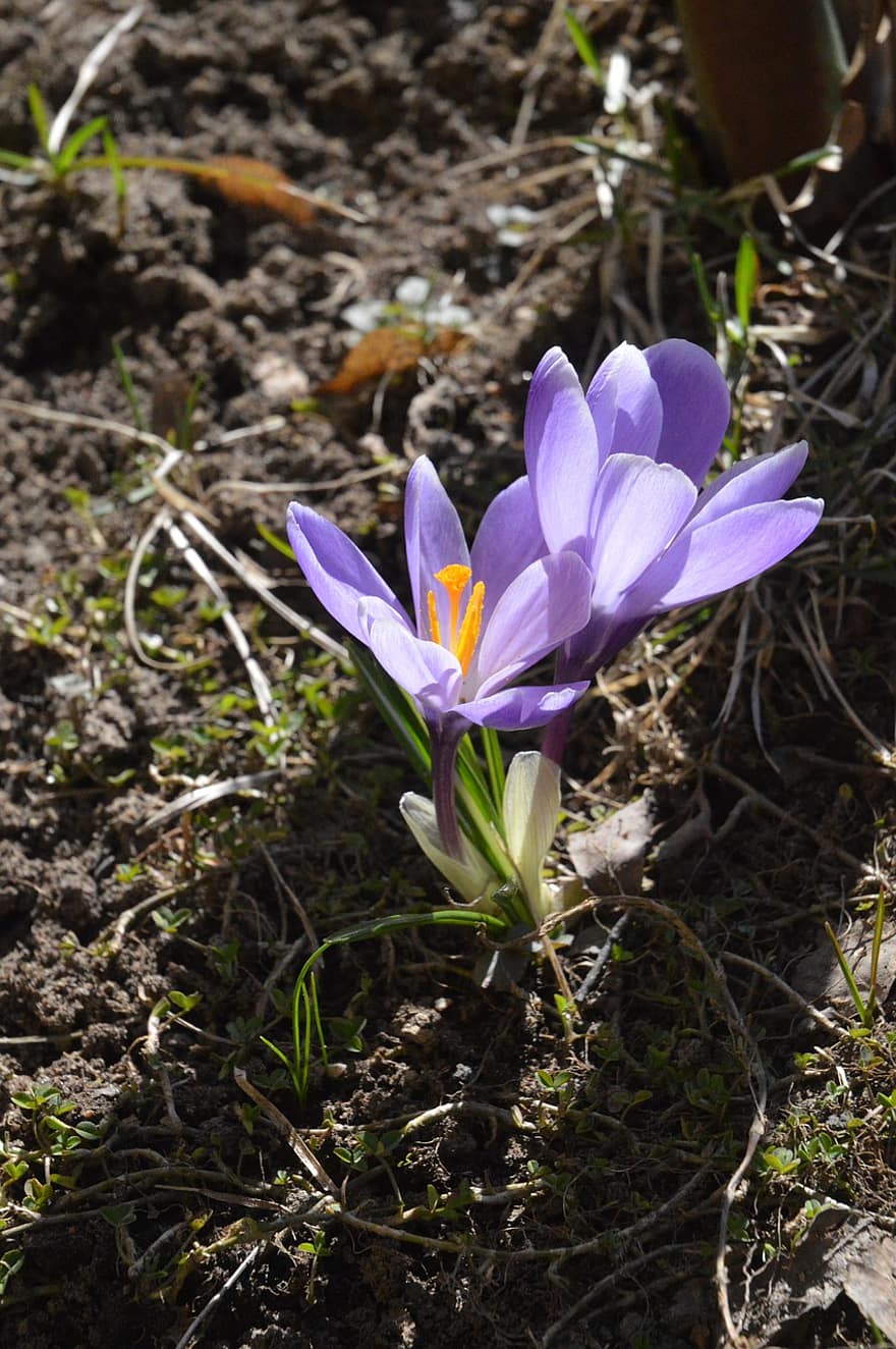 krokus, fialové květy, jaro
