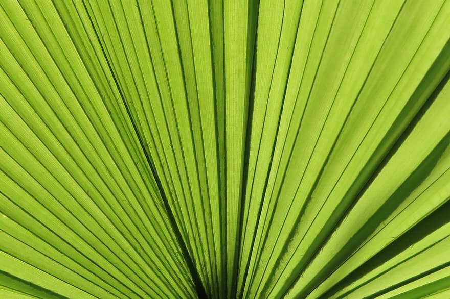 Palm Tree, Palm Fronds, Tropical, Green, Plant, Close Up