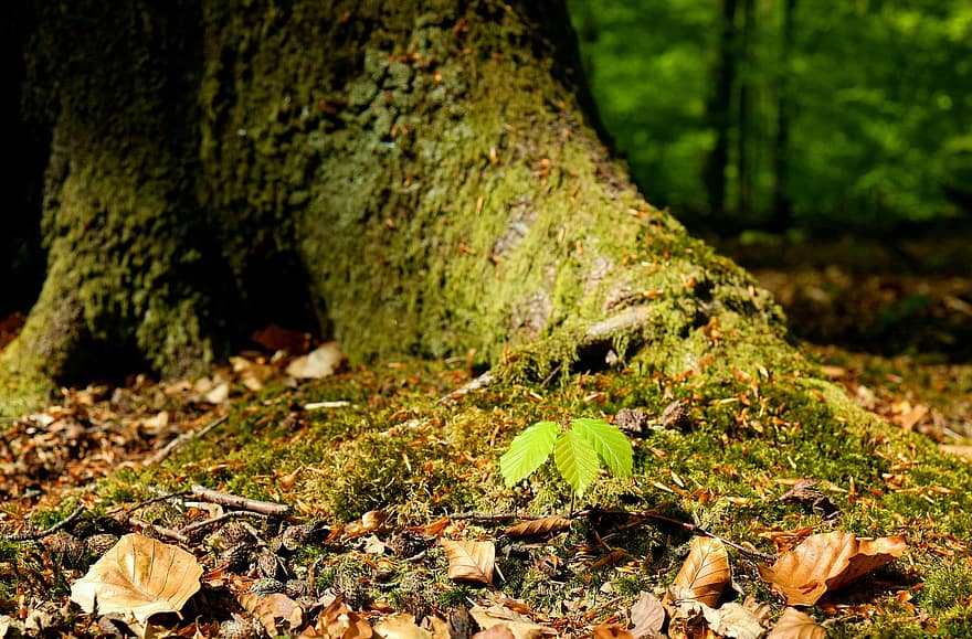 林床、モス、自然、木、葉、森林、秋、緑色、工場、シーズン、黄