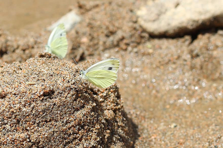 пеперуда, пясък, насекомо, плаж, лято, крайбрежие, крилато насекомо, крила на пеперуда, фауна, природа