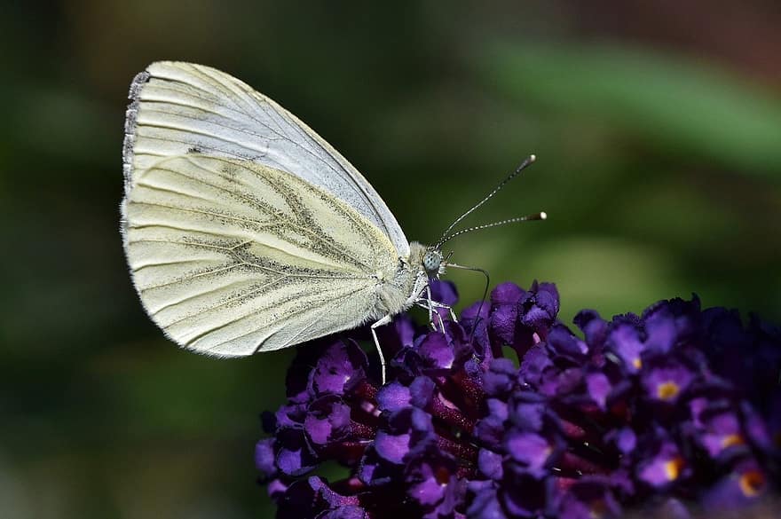 緑の縞模様の白い蝶、バタフライ、花、昆虫、翼、工場、閉じる、マクロ、夏、マルチカラー、緑色