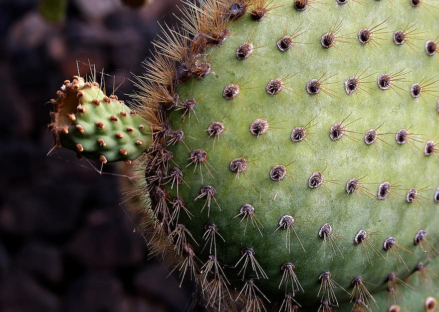 cactus, planta, suculent, flor, flora, botànica, botànic, espinós, primer pla, espina, color verd