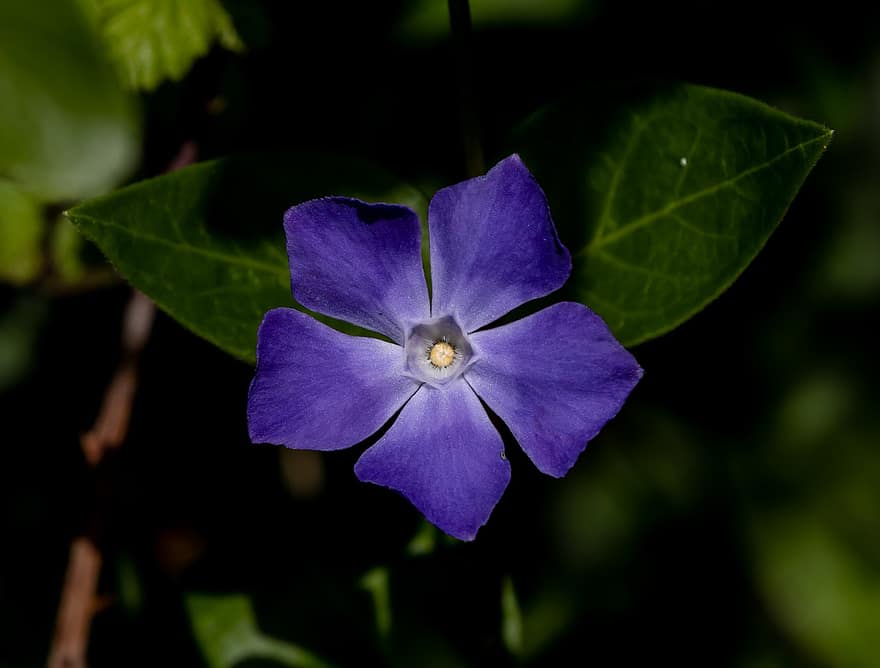 blå periwinkle, større periwinkle, blomst, periwinkle, vinca major, petals, Wildflower, invasiv plante, anlegg, natur