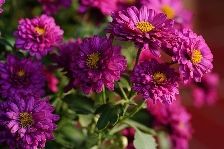 Chrysanthemums, Bouquet, Pink Flowers, Garden, Flowers, Flora, plant, close-up, flower, summer, petal