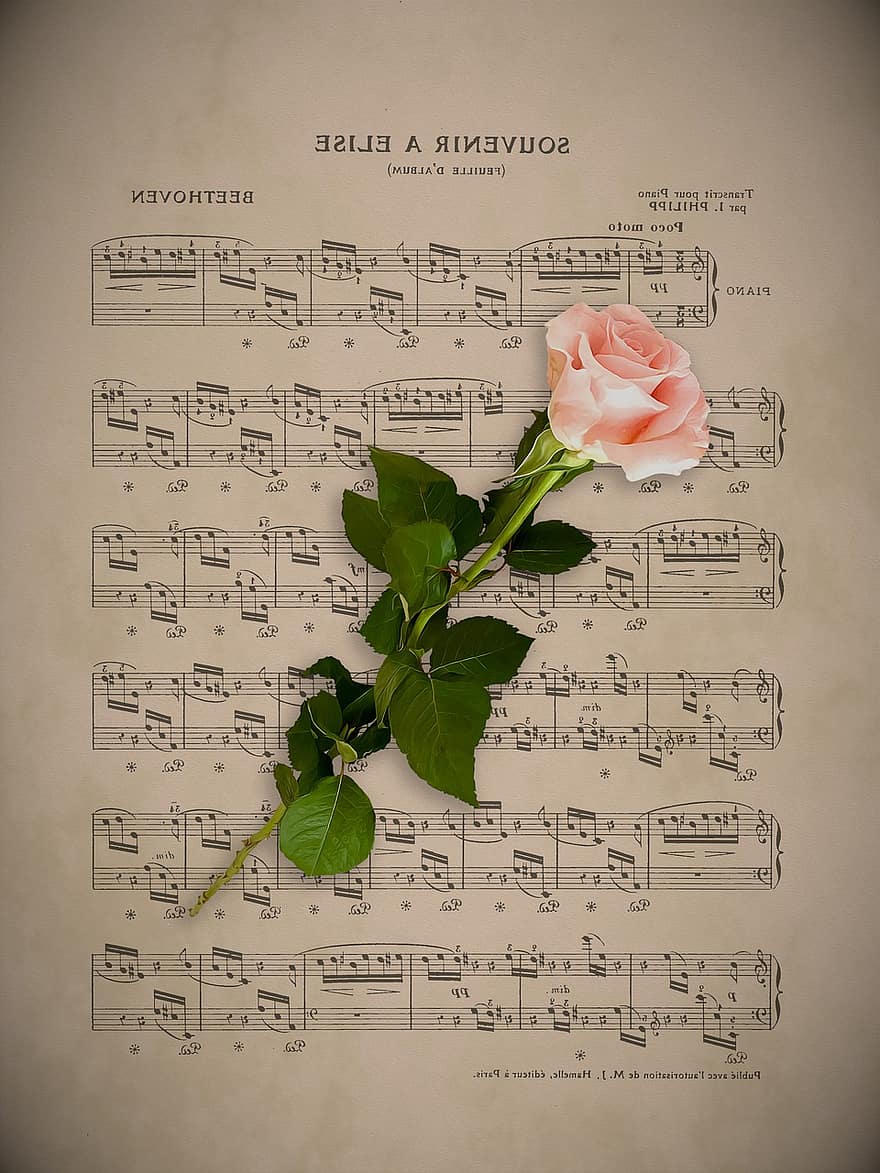 musik, Rose, kærlighed, romantisk, lykønskningskort, valentinsdag, bryllup, jubilæum, flatlay, baggrund, tapet
