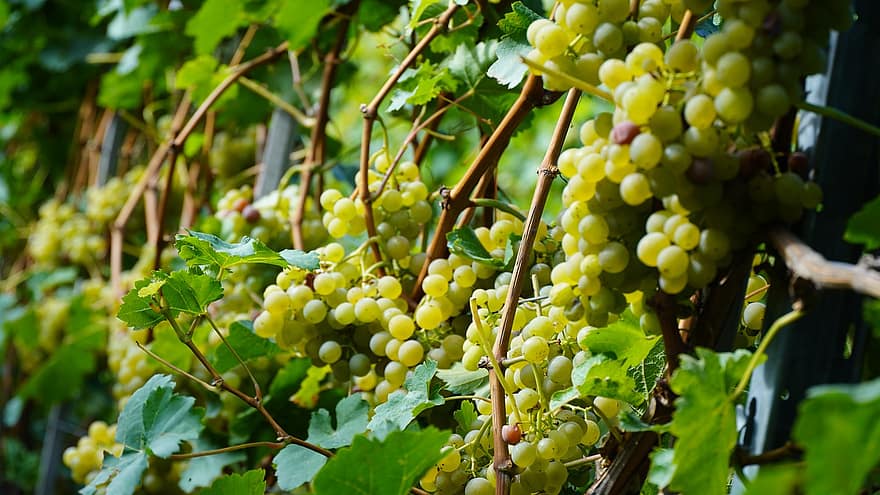 druiven, fruit, voedsel, vers, gezond, rijp, biologisch, zoet, produceren, groene druiven, oogst