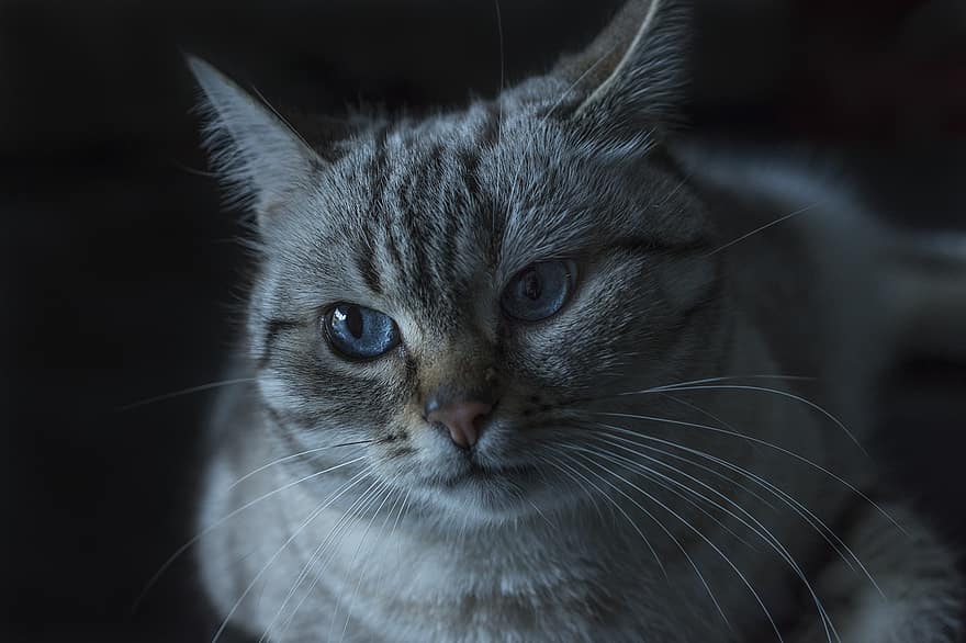 кішка, очі, блакитний, котячих, милий