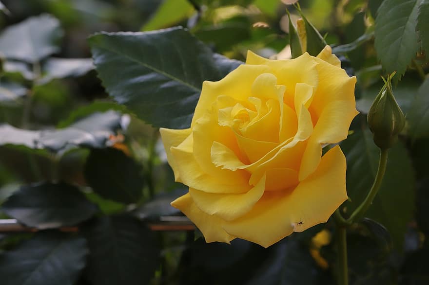Róża, kwiat, wiosna, roślina, pączek, żółta róża, żółty kwiat, wiosenny kwiat, ogród, Natura, liść
