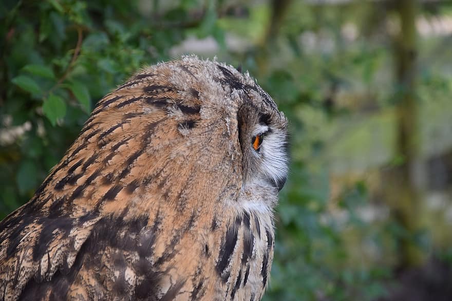 Farao Eagle Owl, rovdyret, ugle, natur, ornitologi, dyr, Polen, Masuria, Mazury, avian, nebb