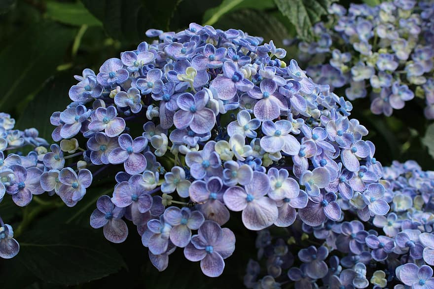 ortensia, Ortensia blu, Ortensia Indica, stagione piovosa, giugno, fiori blu, fiori
