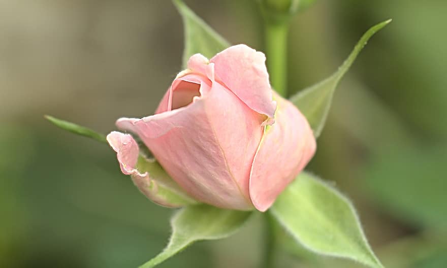 Rose, blomst, kronblade, pink rose, flor, plante, flora, forår, natur, have, tæt på