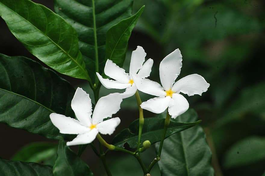 Crepe Jasmine, blommor, växt, jasmin, vita blommor, kronblad, blomma, löv, trädgård, natur