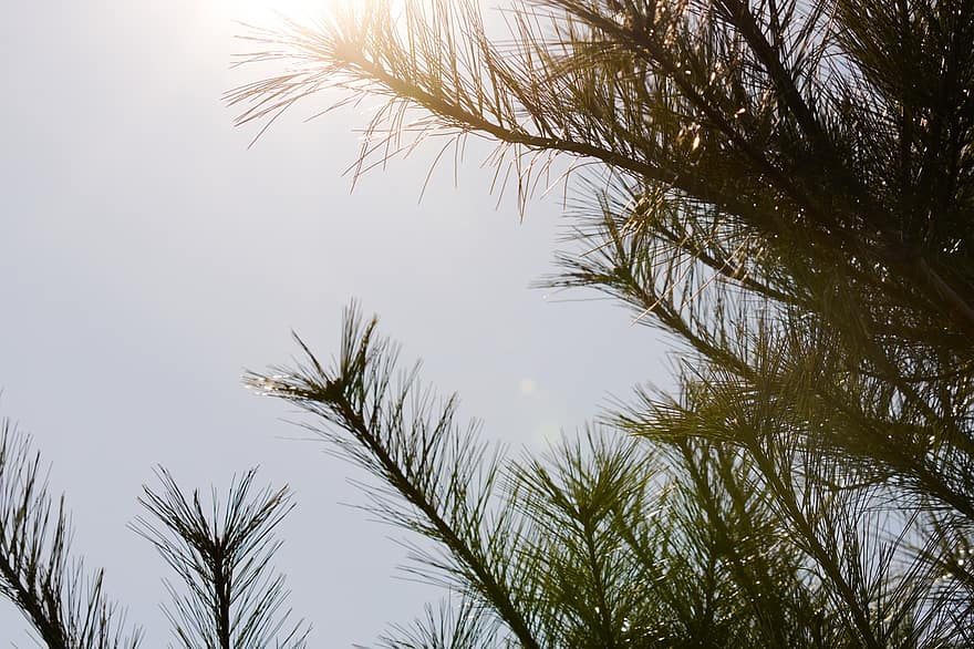 Pine, Needles, Branches, Forest, Sun, Glare, Shine, Tree, Conifer, Fir, Plant