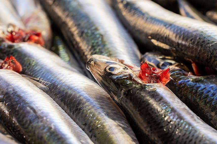anchovas, peixe, peixe fresco, mercado de Peixe