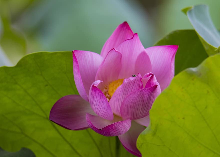 Lotus, Blume, pinke Blume, Lotus Blume, blühen, Blütenblätter, rosa Blütenblätter, Flora, Wasserpflanze, Natur