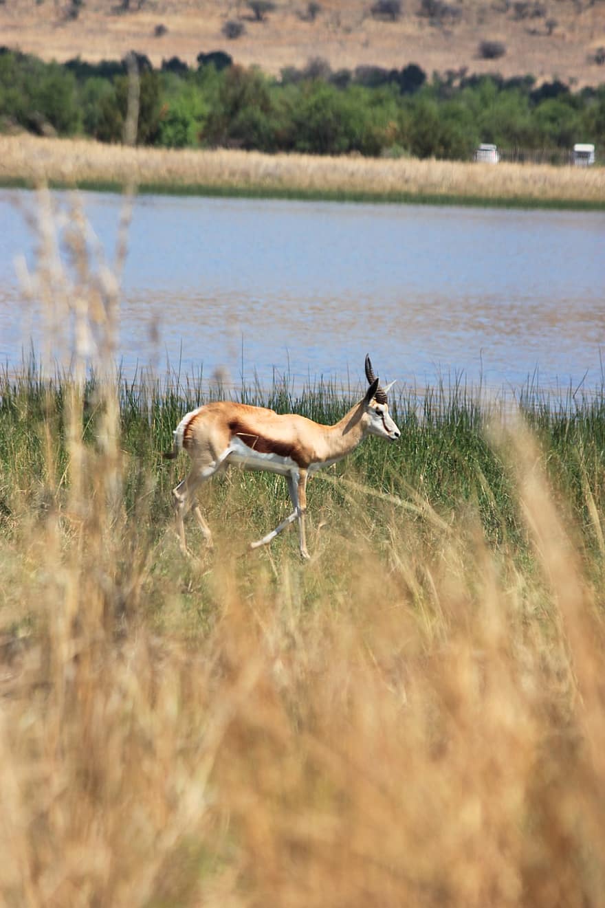 Springbok, Antelope, Animal, Wildlife, Mammal, Buck, Savannah, Safari, Meadow, Wilderness, Water