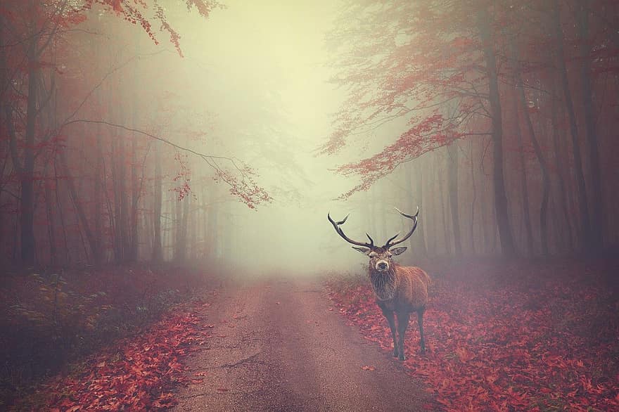 Jelen, les, silnice, mlha, zvíře, volně žijících živočichů, cesta, divočina, krajina, Příroda, podzim