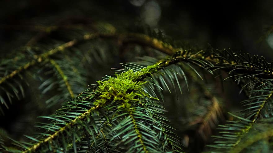 Fir, Branches, Tree, Moss, Fir Tree, Conifer, Leaves, Foliage, Plant, Forest, Nature