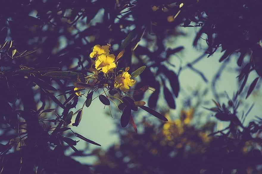 цветы, листья, дерево, Труба Дерево, желтые цветы, лепестки, цветение, Флора, весна, летом, желтый