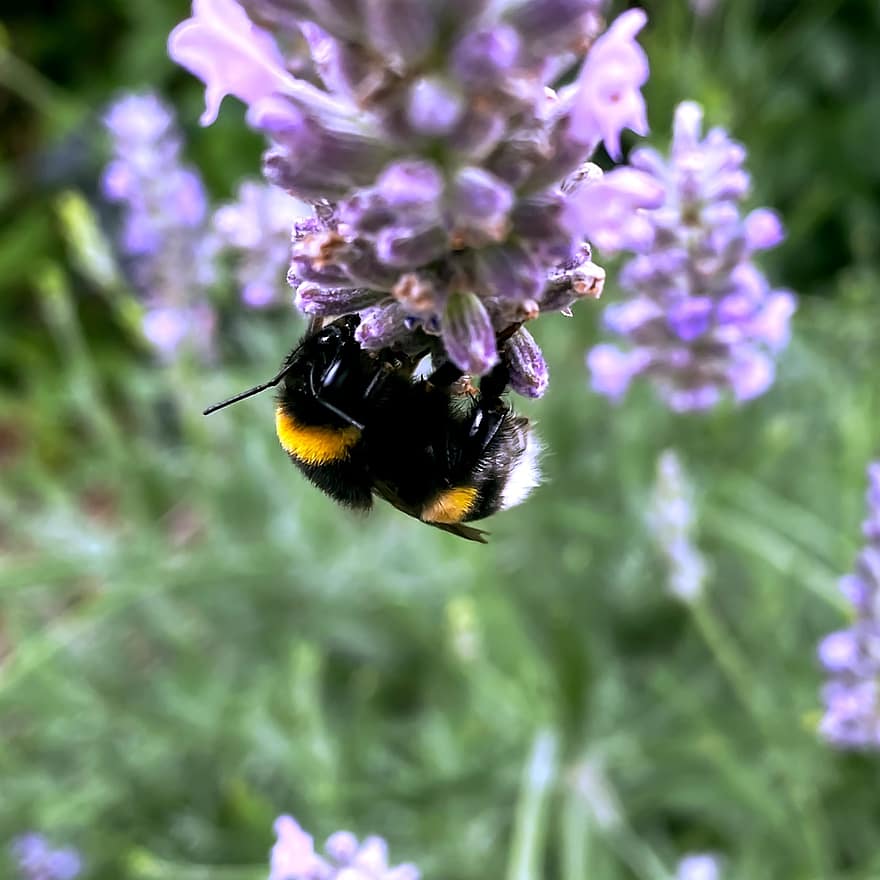 bumble bee, abeille, punaise, insecte, fleur, lavande, pétales, feuilles, la nature