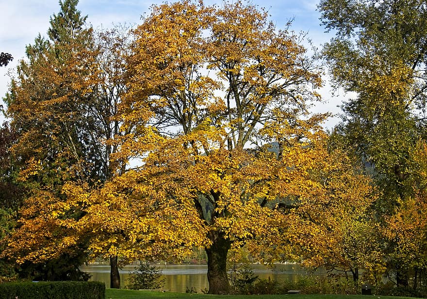 koki, lapas, kritums, parks, rudenī, zelts