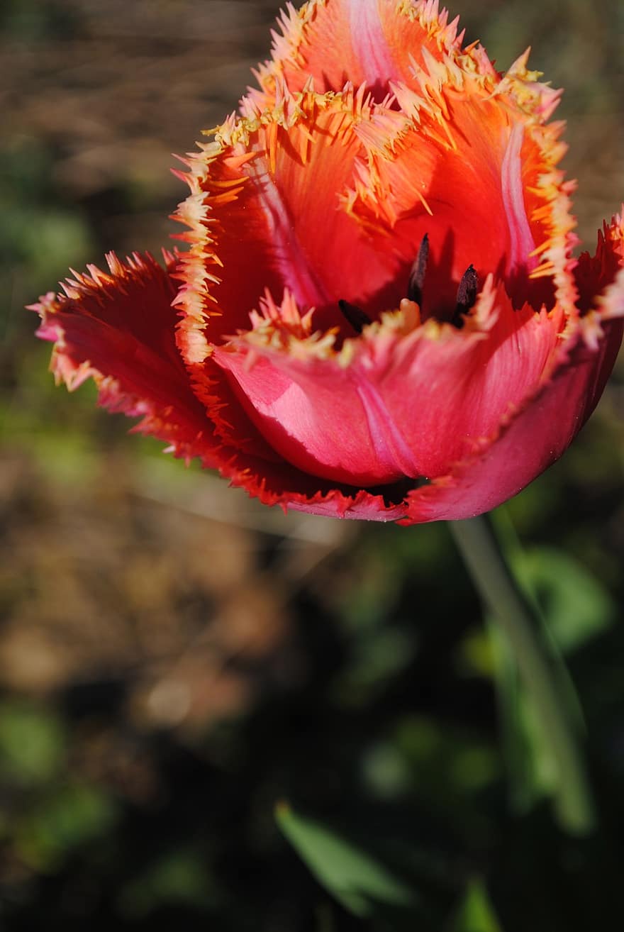 tulipa, flor, pètals, tija, fulles, fullatge, primavera