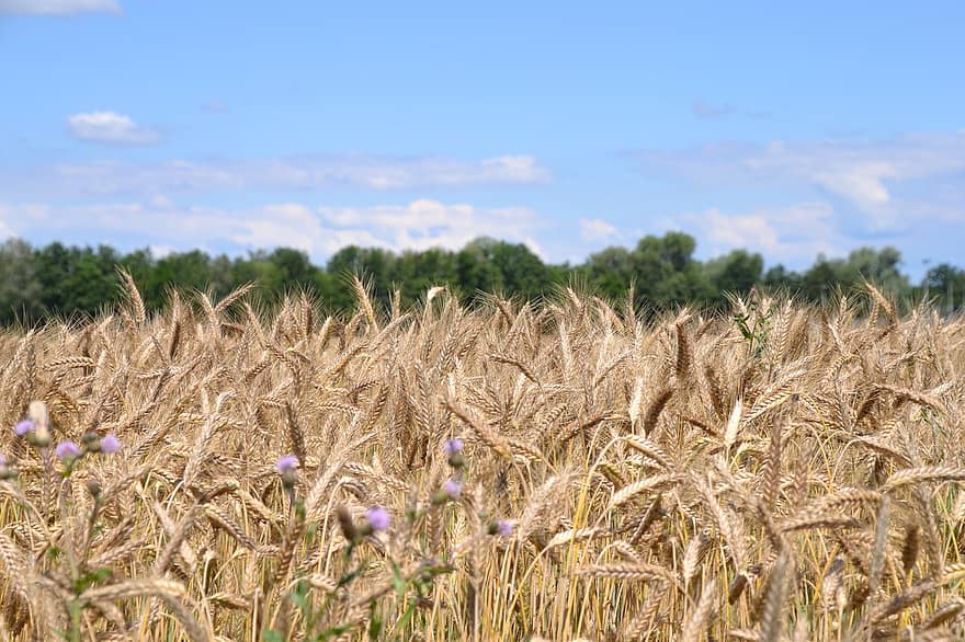 des céréales, grain, pointe, champ de blé, champ, agriculture, arable, oreille, aliments, récolte, surgir