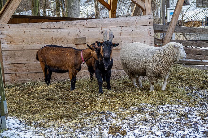 коза, овца, ферма, селско стопанство, околност