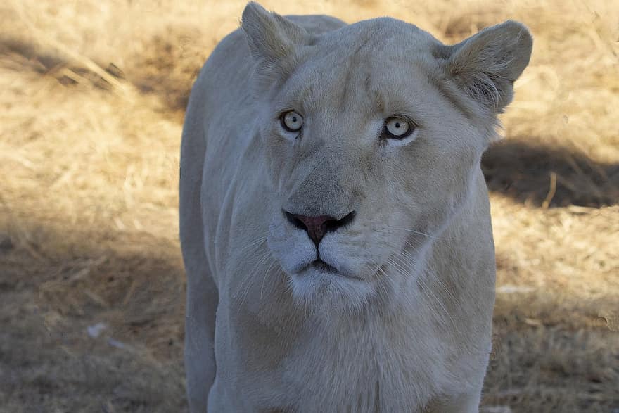 leão, leoa, Leão branco, felino, carnívoro, selvagem, gato