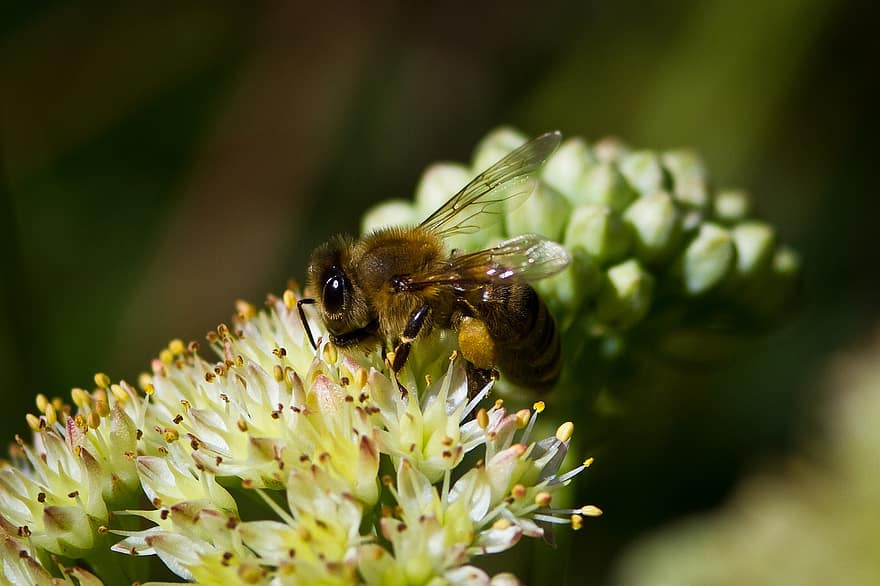 flor, mel d'abella, abella, plantes, insecte, blanc, polinització, naturalesa
